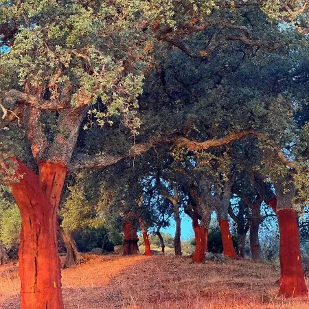 住宿加早餐酒店 San Michele